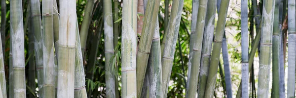 Bambus v tropické zahradě — Stock fotografie