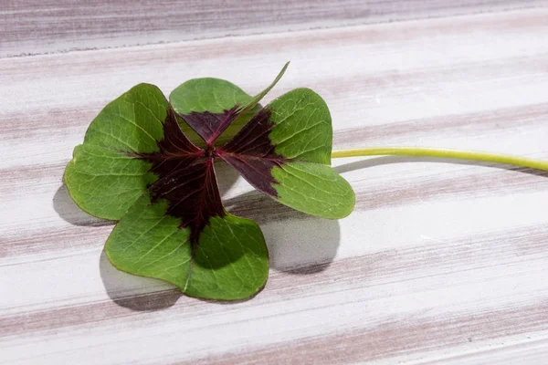 Dört yapraklı yonca ahşap arka plan üzerinde
