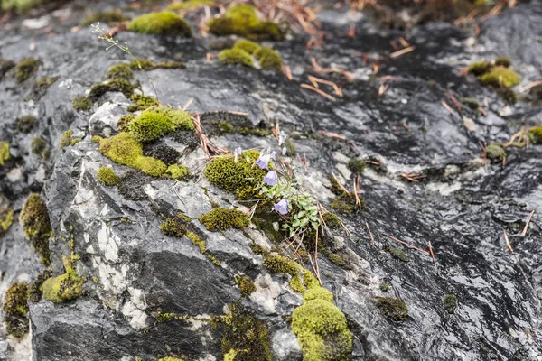 苔で暗い滑らかな石岩 — ストック写真