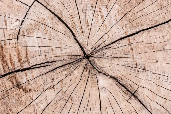 含裂纹的树木纹理 — 图库照片