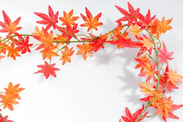 Folhas de outono coloridas isoladas em branco — Fotografia de Stock