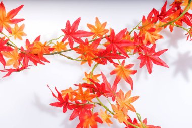 Renkli sonbahar yaprakları beyaz üzerine izole