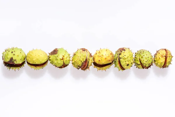 Row of chestnuts isolated on white — Stock Photo, Image