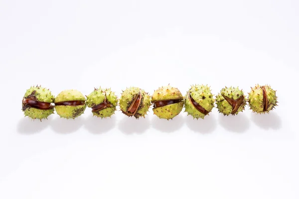 Row of chestnuts isolated on white — Stock Photo, Image
