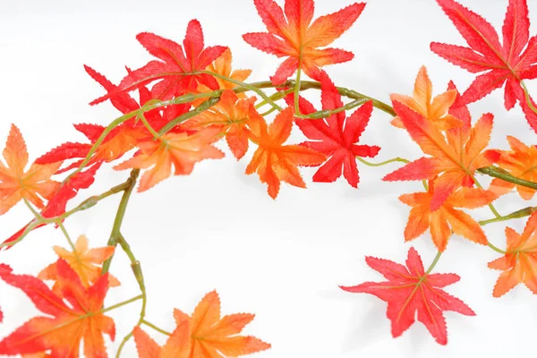 Renkli sonbahar yaprakları beyaz üzerine izole