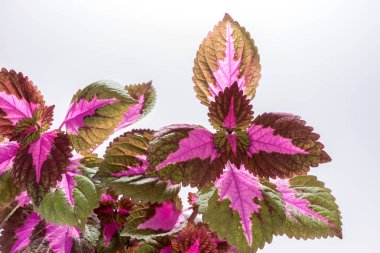 Beyaz arka plan üzerinde izole boyalı ısırgan yaprakları