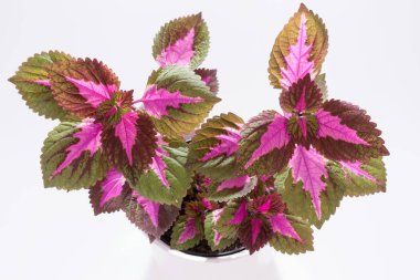 Beyaz arka plan üzerinde izole boyalı ısırgan yaprakları