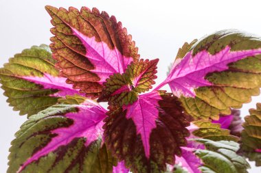 Beyaz arka plan üzerinde izole boyalı ısırgan yaprakları