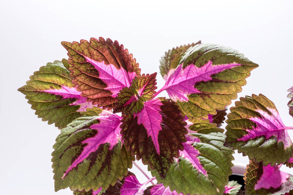 Painted nettle leaves isolated on white background