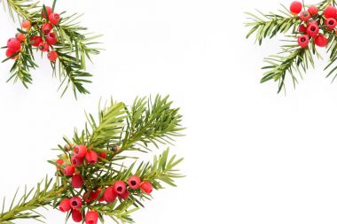 Porsuk twigs meyve ile