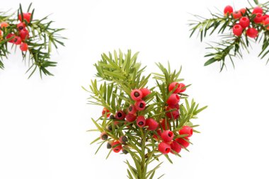 Porsuk twigs meyve ile