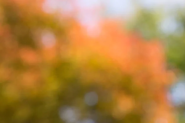 Natürliche Unschärfe orange Bokeh-Blatt Hintergrund — Stockfoto