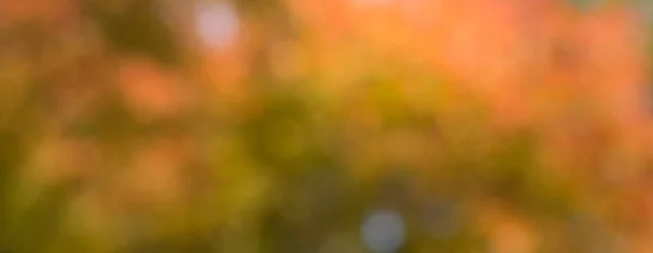 Sfocatura naturale arancione bokeh foglia di sfondo — Foto Stock
