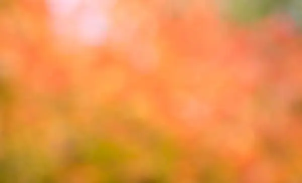葉背景のオレンジ色ボケ味の天然ボケします。 — ストック写真