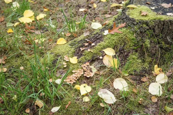 Tocón de árbol con musgo verde y setas en otoño — Foto de Stock