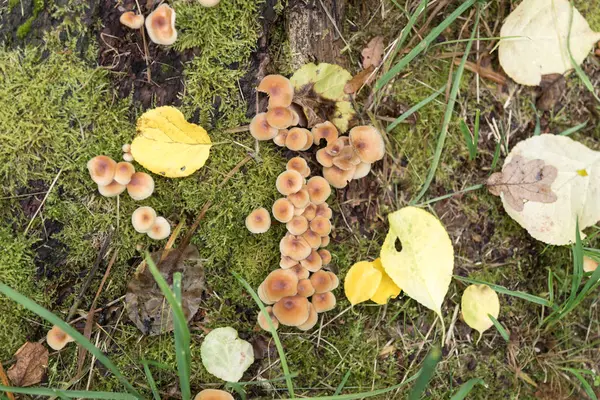 Stubbe med grön mossa och svamp i höst — Stockfoto