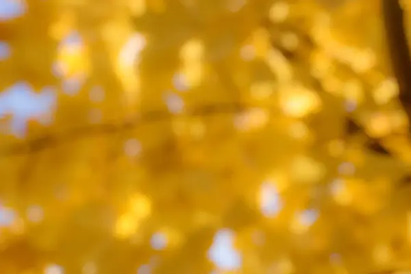 Sfocatura naturale oro bokeh foglia sfondo — Foto Stock