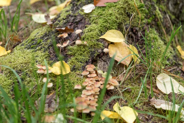 Stubbe med grön mossa och svamp i höst — Stockfoto