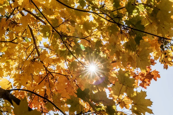 Sonbahar ve güneş ışınlarının sarı yapraklarda