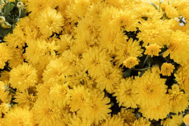 Sarı Krizantem. Krizantem Güz
