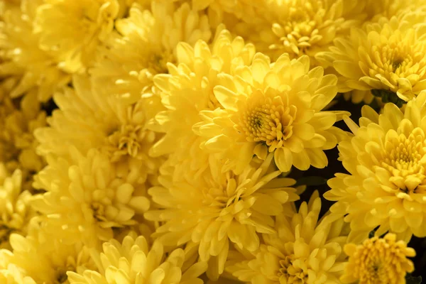 黄色の菊。秋の菊 — ストック写真