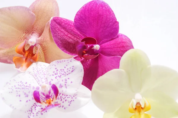 Fioritura quattro fiori del Orchid — Foto Stock