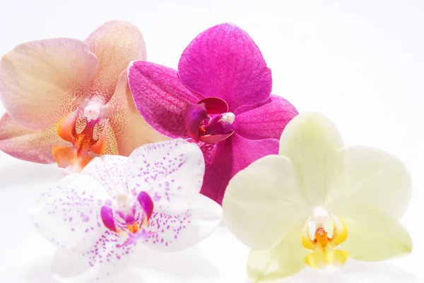 Fioritura quattro fiori del Orchid — Foto Stock