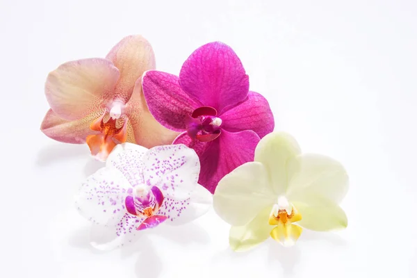 Flores florescentes de quatro orquídeas — Fotografia de Stock
