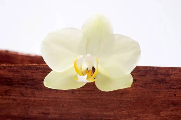 Fioritura fiore orchidea gialla — Foto Stock