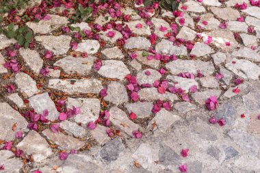 Mor Begonviller yere yaprakların
