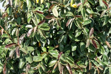 Ficus elastica, Ficus doku bırakır.