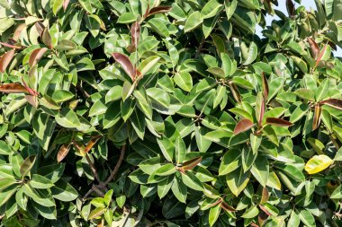Ficus elastica, Ficus doku bırakır.