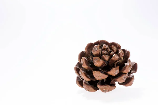 Único cone de pinheiro isolado no fundo branco — Fotografia de Stock