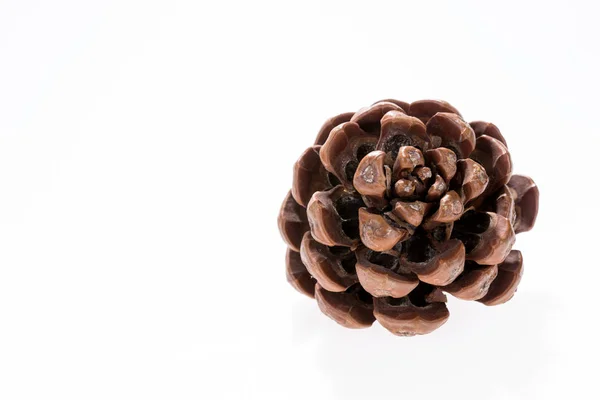 Single pine cone isolated on white background — Stock Photo, Image