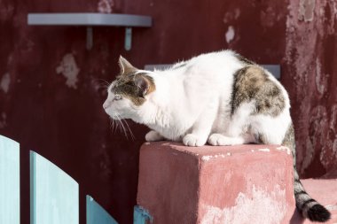 Kedi Oia Santorini duvarında