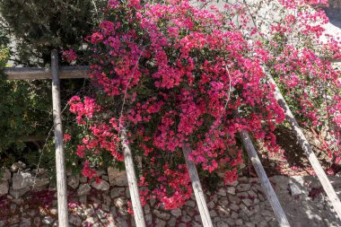 Mor çiçekler Begonvil bir ahşap pergola
