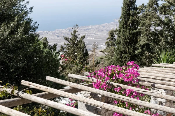 Purple flowers Bougainvillea on a wooden pergola — Stock Photo, Image