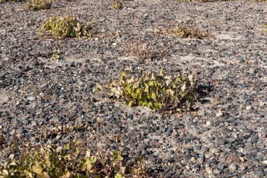 Şarap şarap bitkiler üzerinde Santorini alanıyla