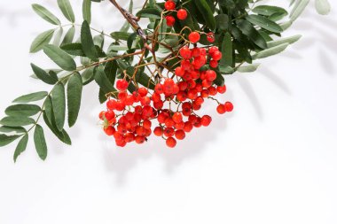 Üvez (Sorbus aucuparia) çilek ve üzerinde beyaz izole yaprakları