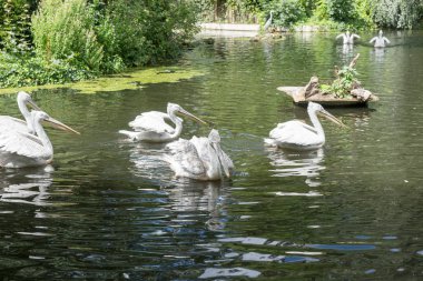 Pelikan yüzmek göl kenarında grup