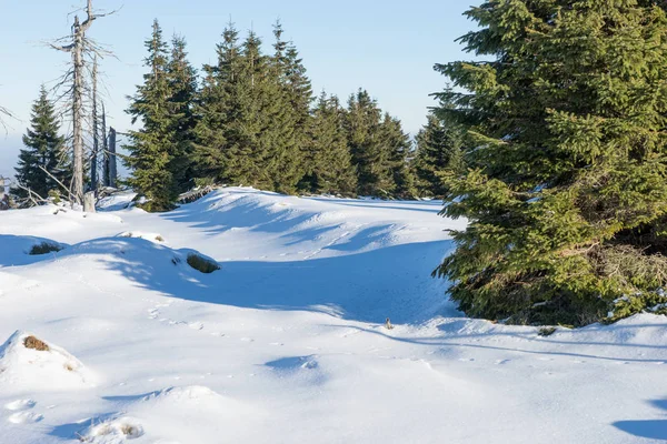 Όμορφο Χειμερινό Τοπίο Έλατα — Φωτογραφία Αρχείου