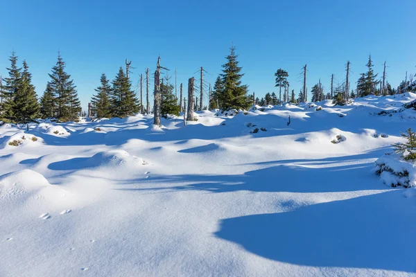 Çam Ağaçları Ile Güzel Kış Manzarası — Stok fotoğraf