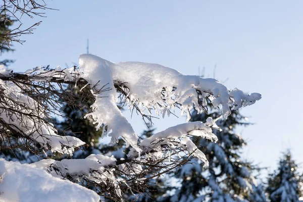 在一个阳光明媚的冬日 冰雪覆盖着冷杉树 — 图库照片