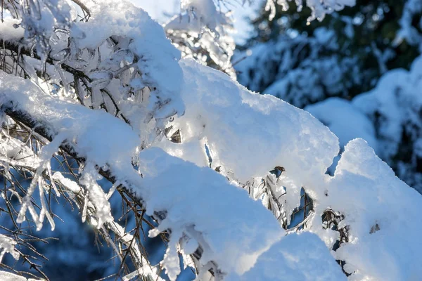 在一个阳光明媚的冬日 冰雪覆盖着冷杉树 — 图库照片