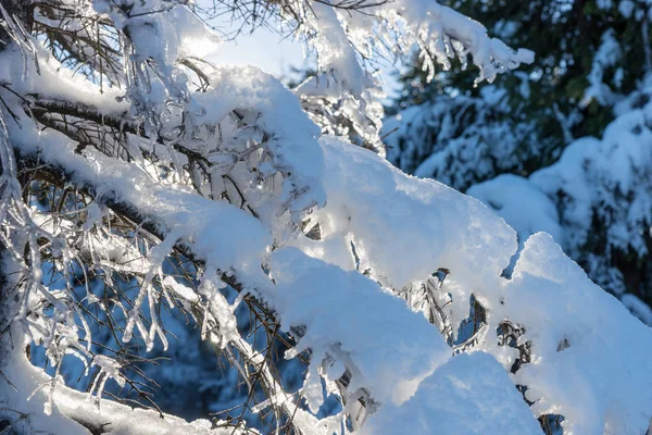Sněhu Ledu Potažené Jedle Slunný Zimní Den — Stock fotografie