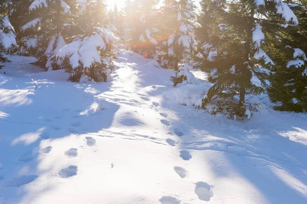 Trees Covered Fresh Snow Winter Sunlight Lens Flares — Stock Photo, Image