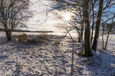 Ağaç dalları üzerinde güneş ışınlarının düşme