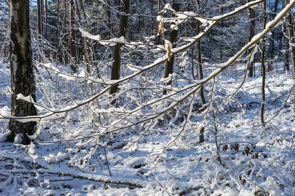 Ağaç Dalı Kabarık Karla Kaplı Ormanda — Stok fotoğraf