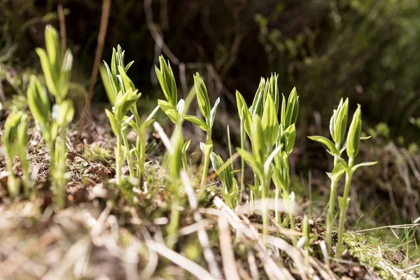 Νεαρά Φυτά Αρχίζουν Αναπτύσσονται Στο Δασικό Πάτωμα — Φωτογραφία Αρχείου