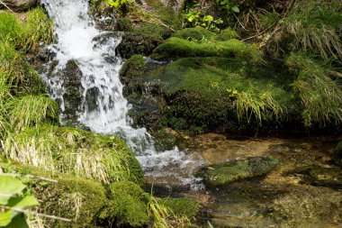 Moss ormandaki taşlarla arasında küçük şelale